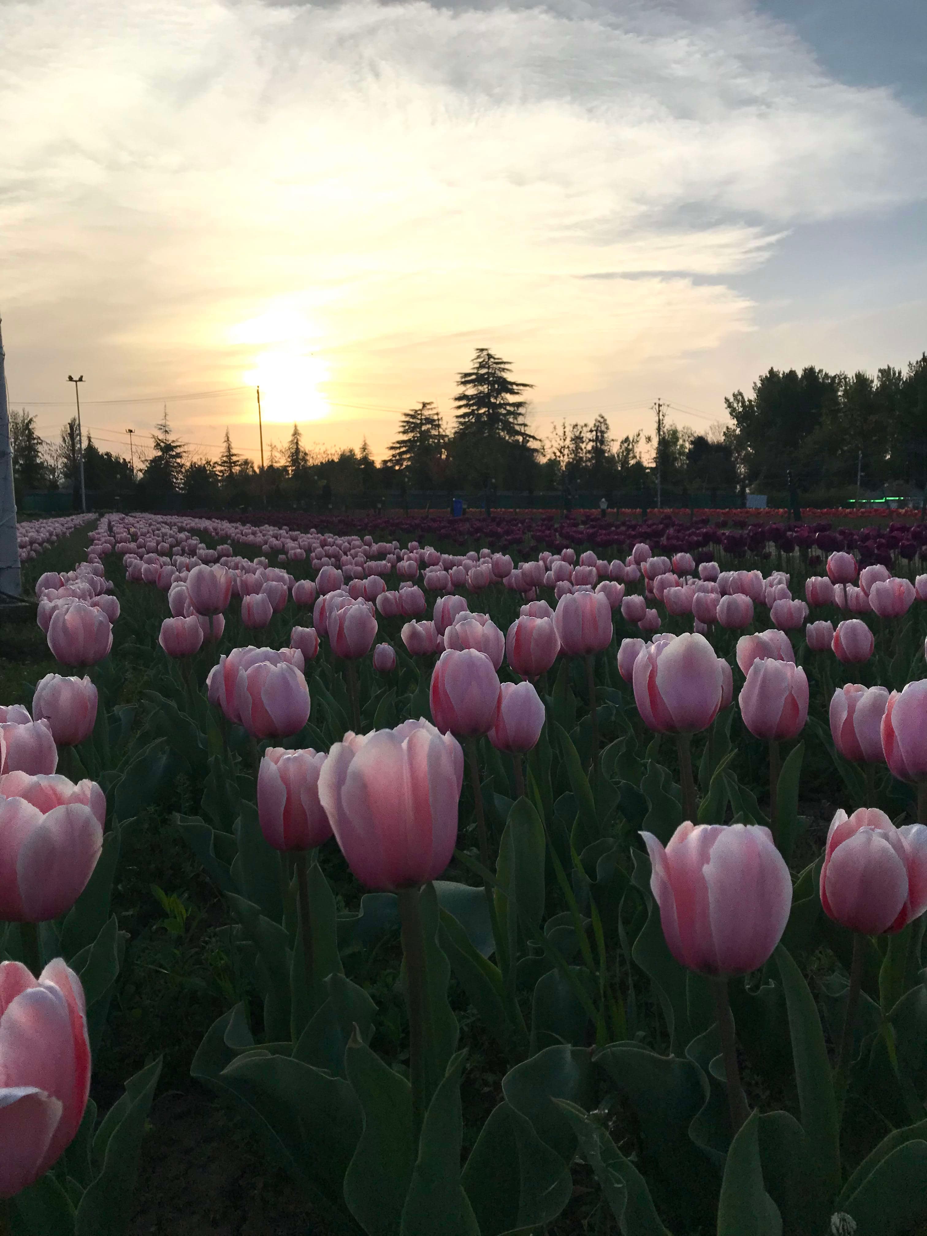 tulip garden in full bloom